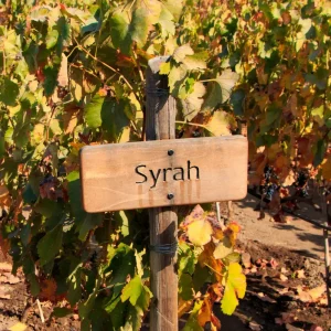 TAST DE VINS SYRAHS DEL MÓN 22/11/25